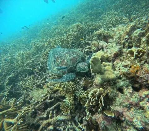 Koh Tao Koh Nang Yuan Speedboat Tour - gallery image 22