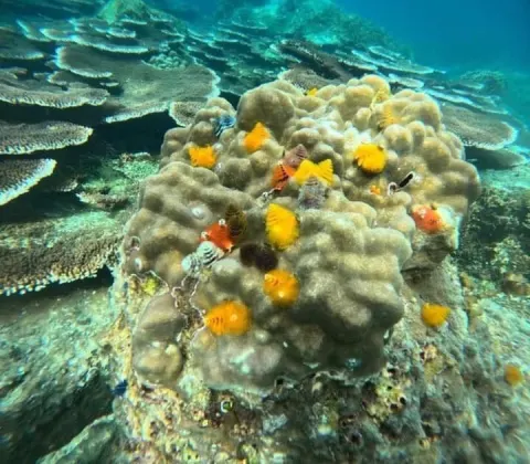 Koh Tao Koh Nang Yuan Speedboat Tour - gallery image 24