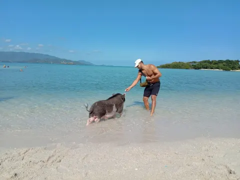Private Longtail Boat to Pig Island Koh Tan - gallery image 10