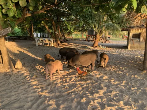 Koh Madsum Pig Island Tour - gallery image 2