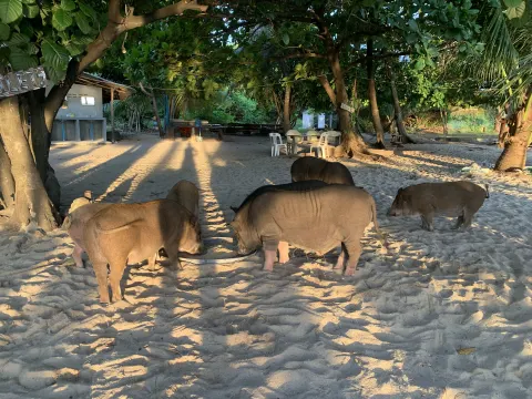 Koh Madsum Pig Island Tour - gallery image 4