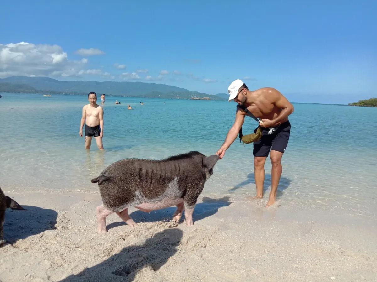 Feeding Giant Pig at Pig Island